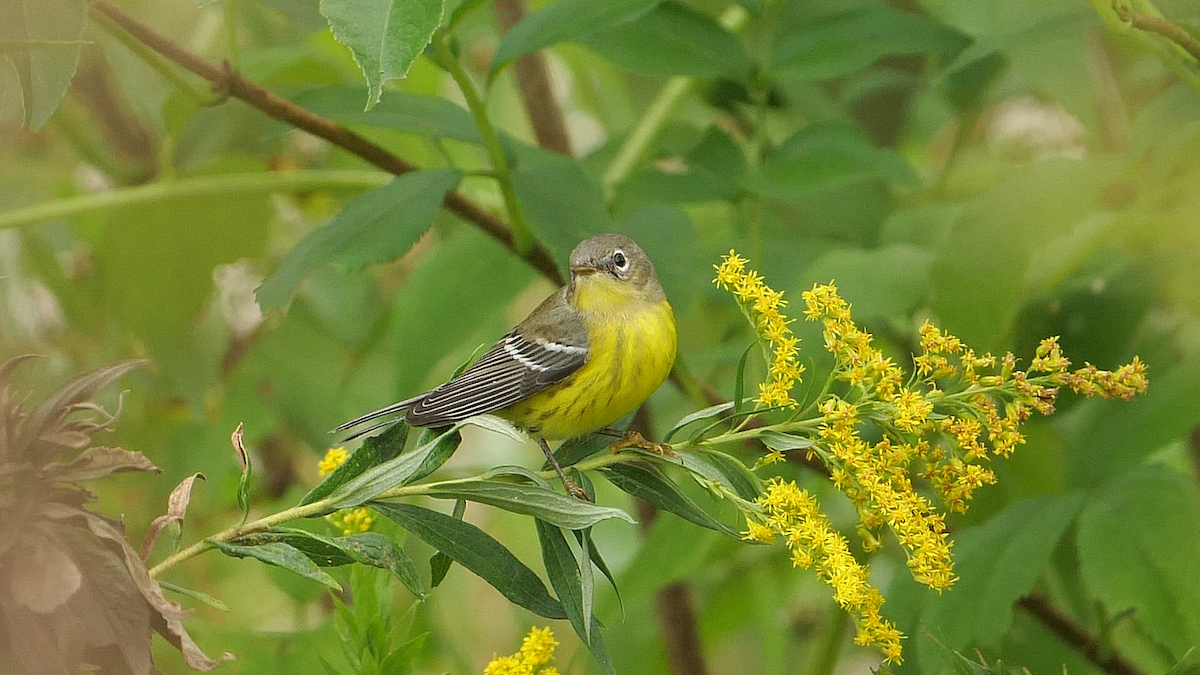 Magnolia Warbler - ML608899938