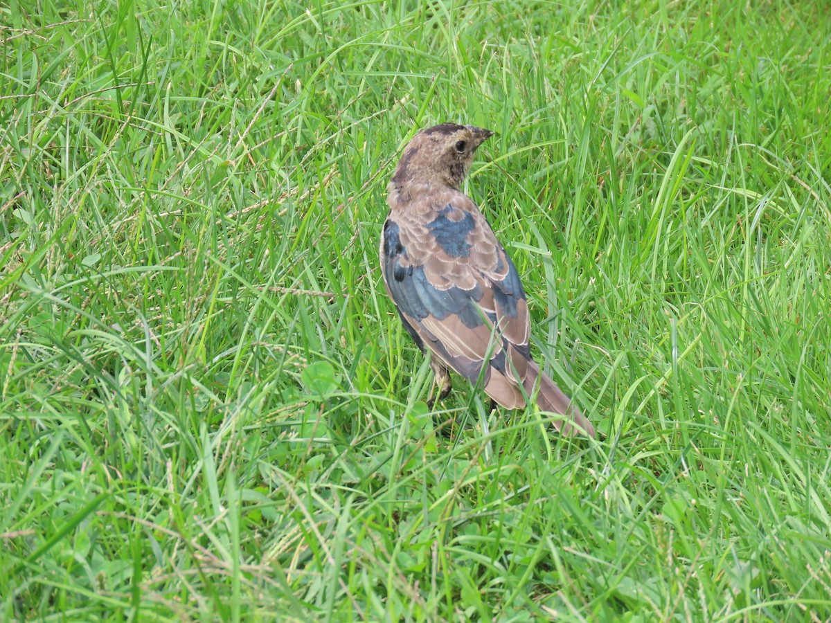 Brown-headed Cowbird - ML608899954