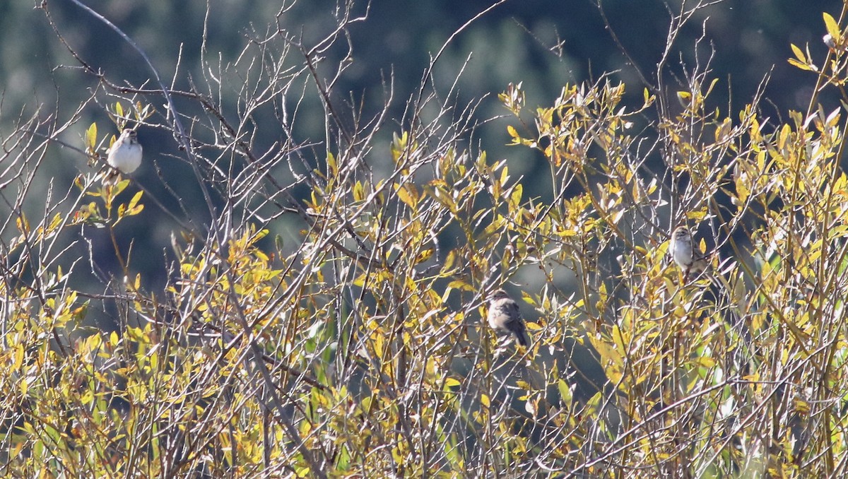 Lark Sparrow - ML608899995