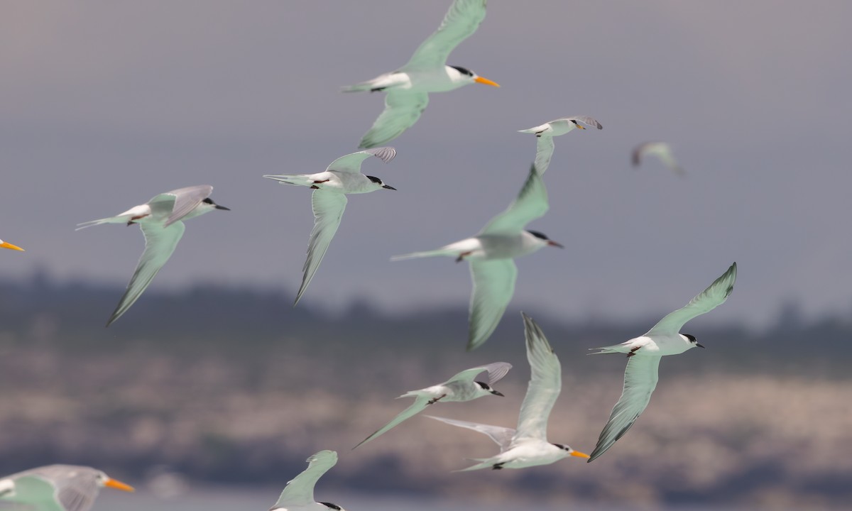 Common Tern - ML608900105