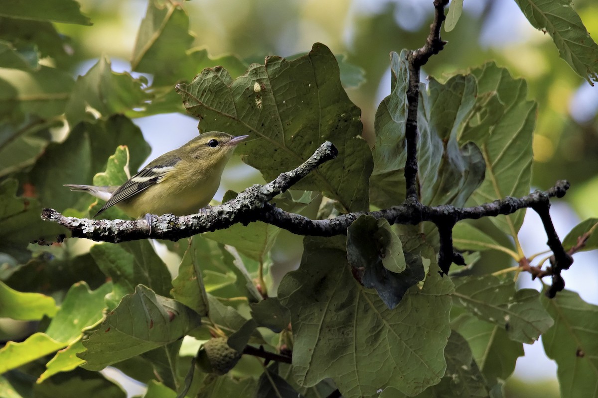 Cerulean Warbler - ML608900120