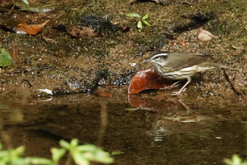 Louisiana Waterthrush - ML608900124