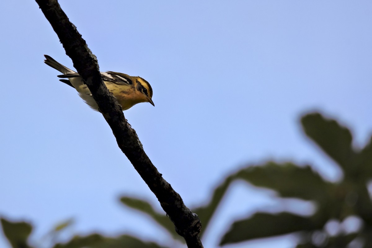 Blackburnian Warbler - ML608900126