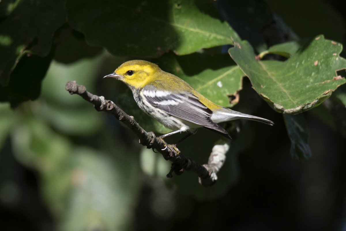 Black-throated Green Warbler - ML608900143