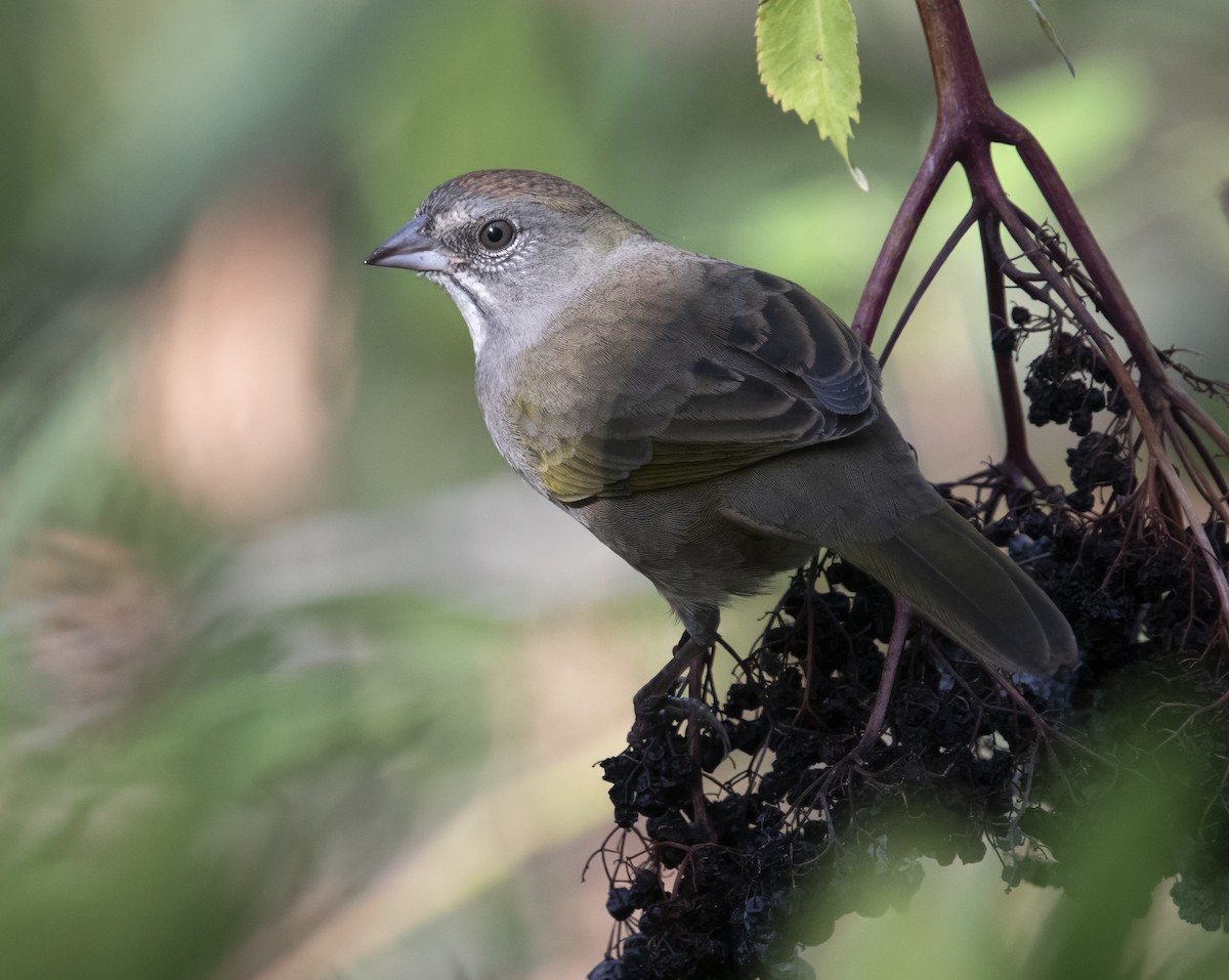 Green-tailed Towhee - Linda Gal