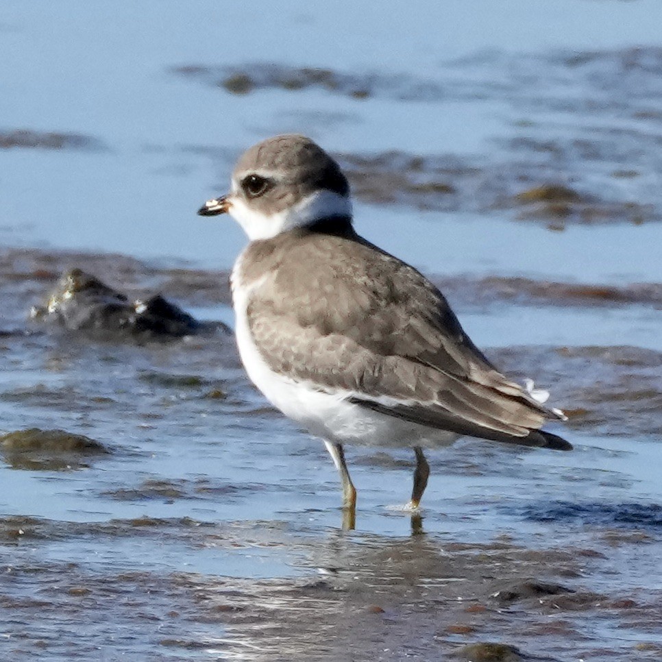Semipalmated Plover - ML608900175