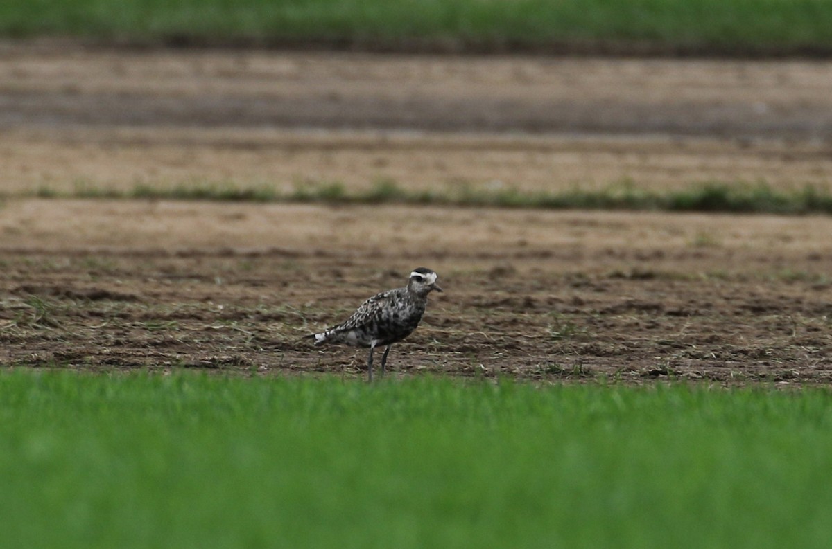 American Golden-Plover - ML608900220