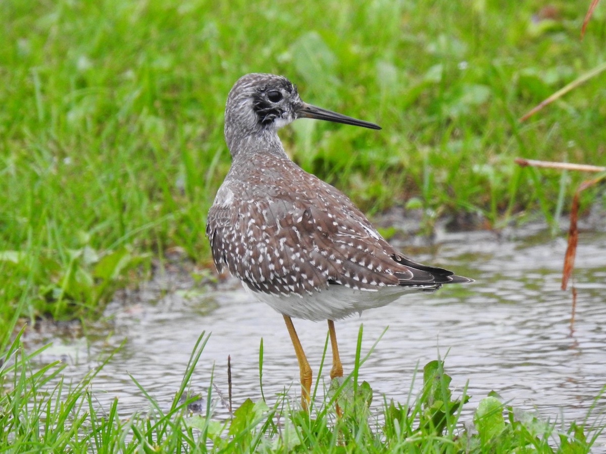 Greater Yellowlegs - ML608900302