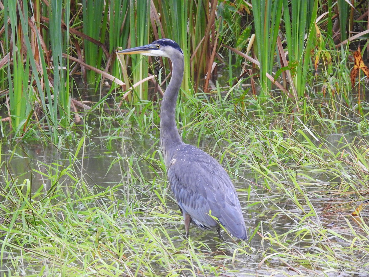 Great Blue Heron - ML608900347