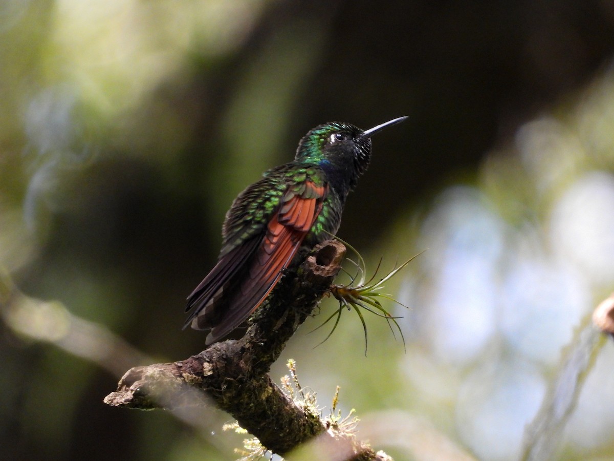 Garnet-throated Hummingbird - ML608900365