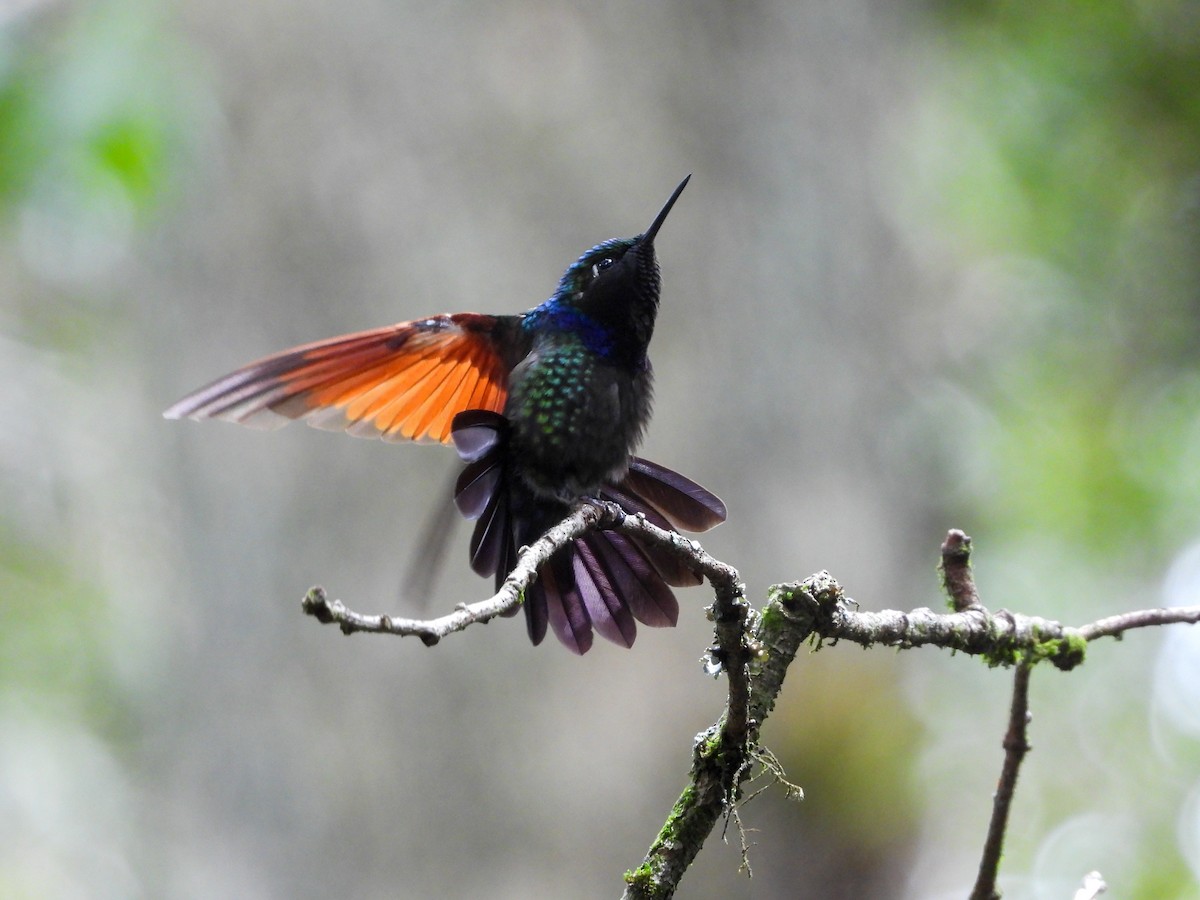Garnet-throated Hummingbird - ML608900366