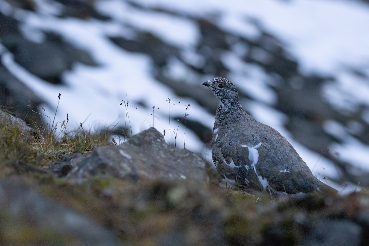 White-tailed Ptarmigan - ML608900380