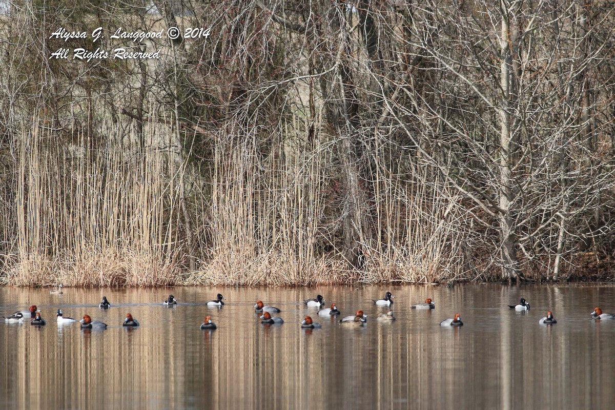 Ring-necked Duck - ML60890041