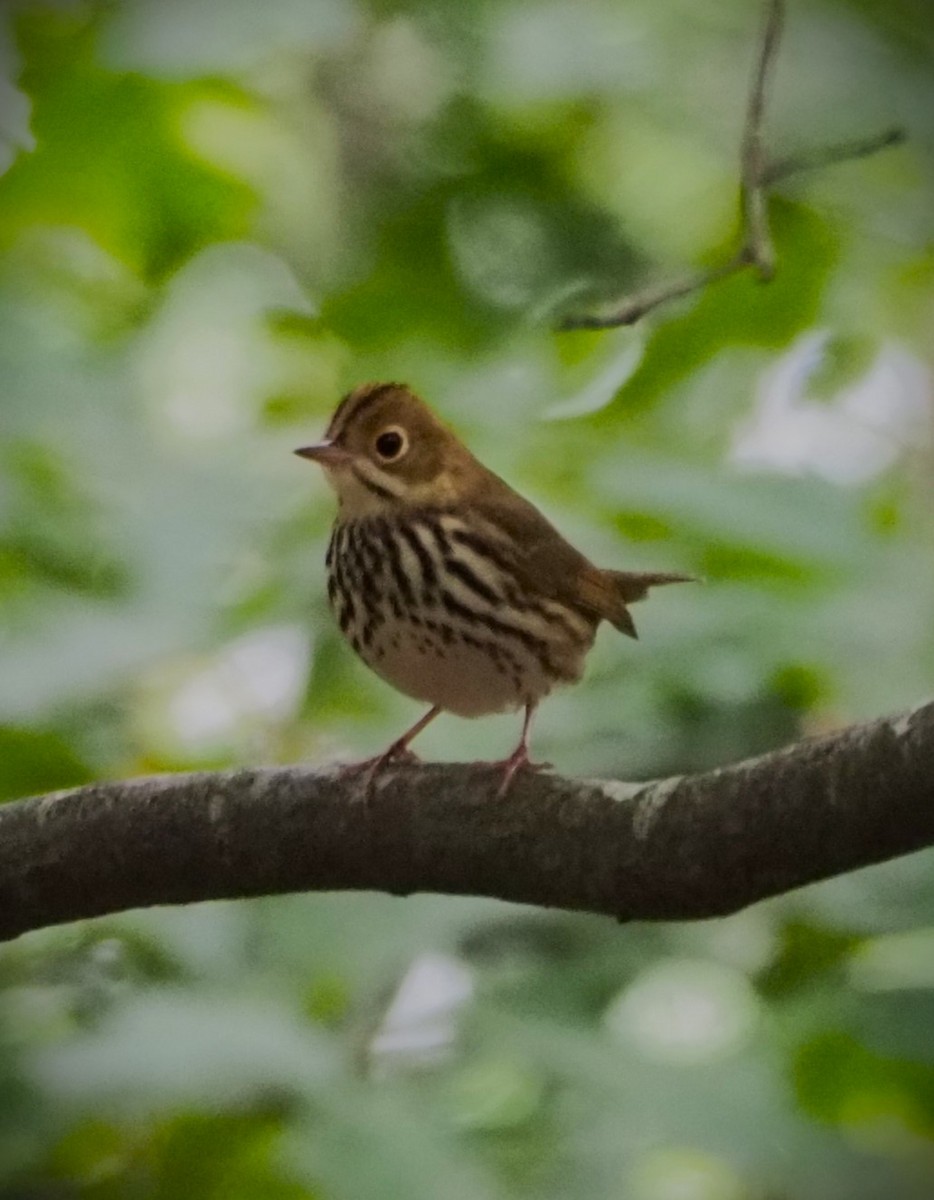 Ovenbird - Dick Cartwright