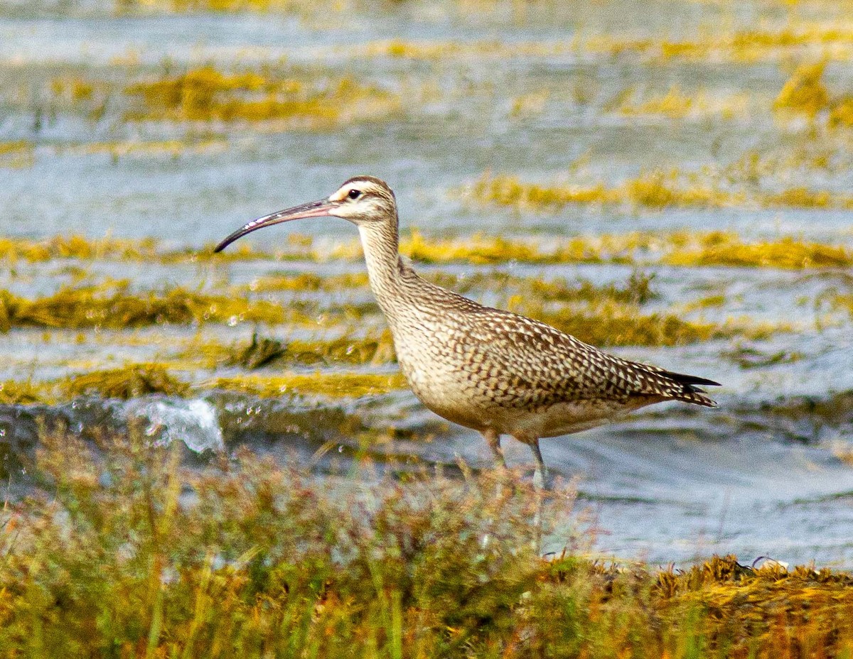 Regenbrachvogel - ML608900567