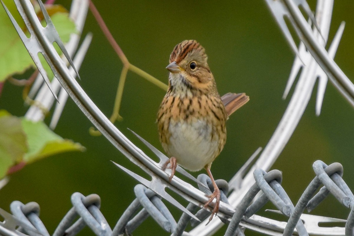 Lincoln's Sparrow - ML608900606