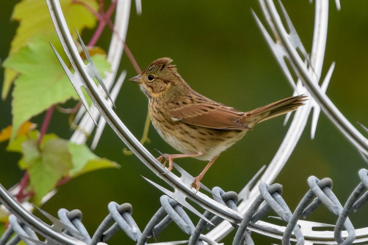 Lincoln's Sparrow - ML608900607