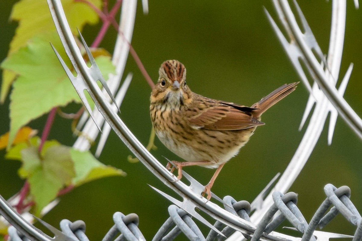Lincoln's Sparrow - ML608900608
