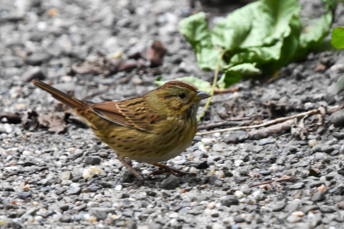Lincoln's Sparrow - ML608900610