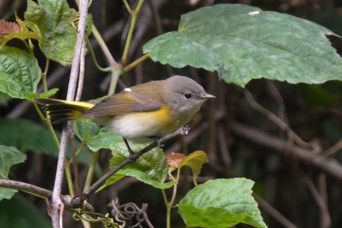 American Redstart - ML608900621