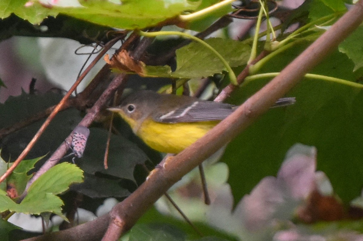 Magnolia Warbler - ML608900647