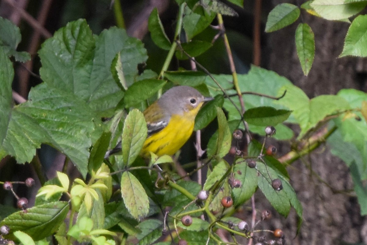 Magnolia Warbler - Ted Kavanagh