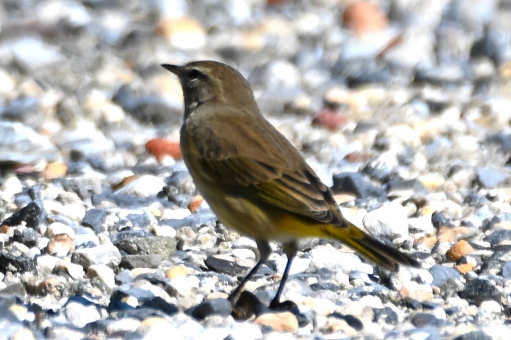 Palm Warbler - Gil Aburto-Avila