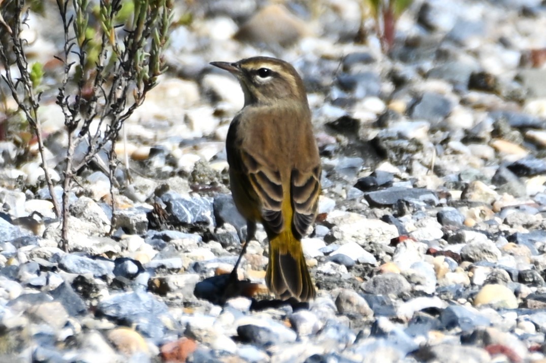 Palm Warbler - ML608900693