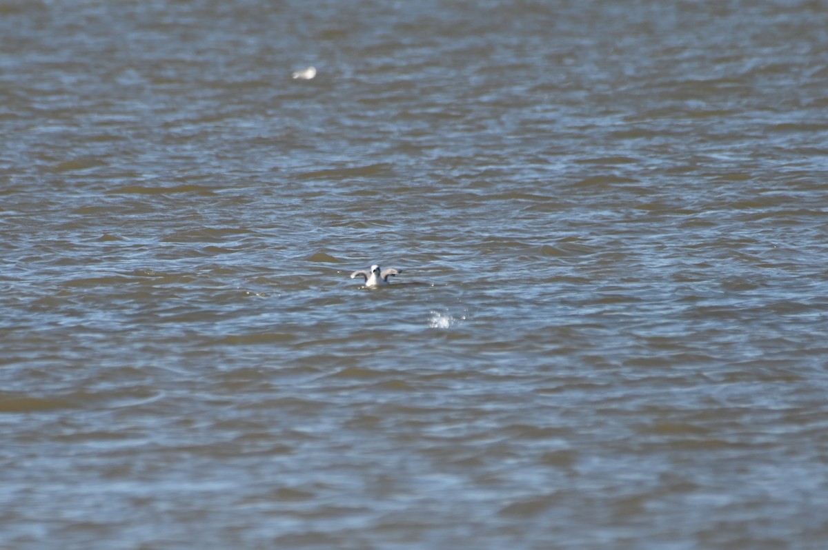 Ring-billed Gull - Gil Aburto-Avila