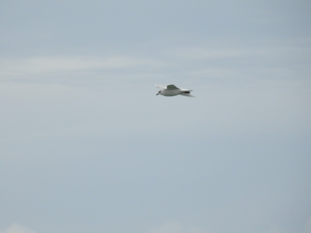 Gaviota Cabecinegra - ML608900841