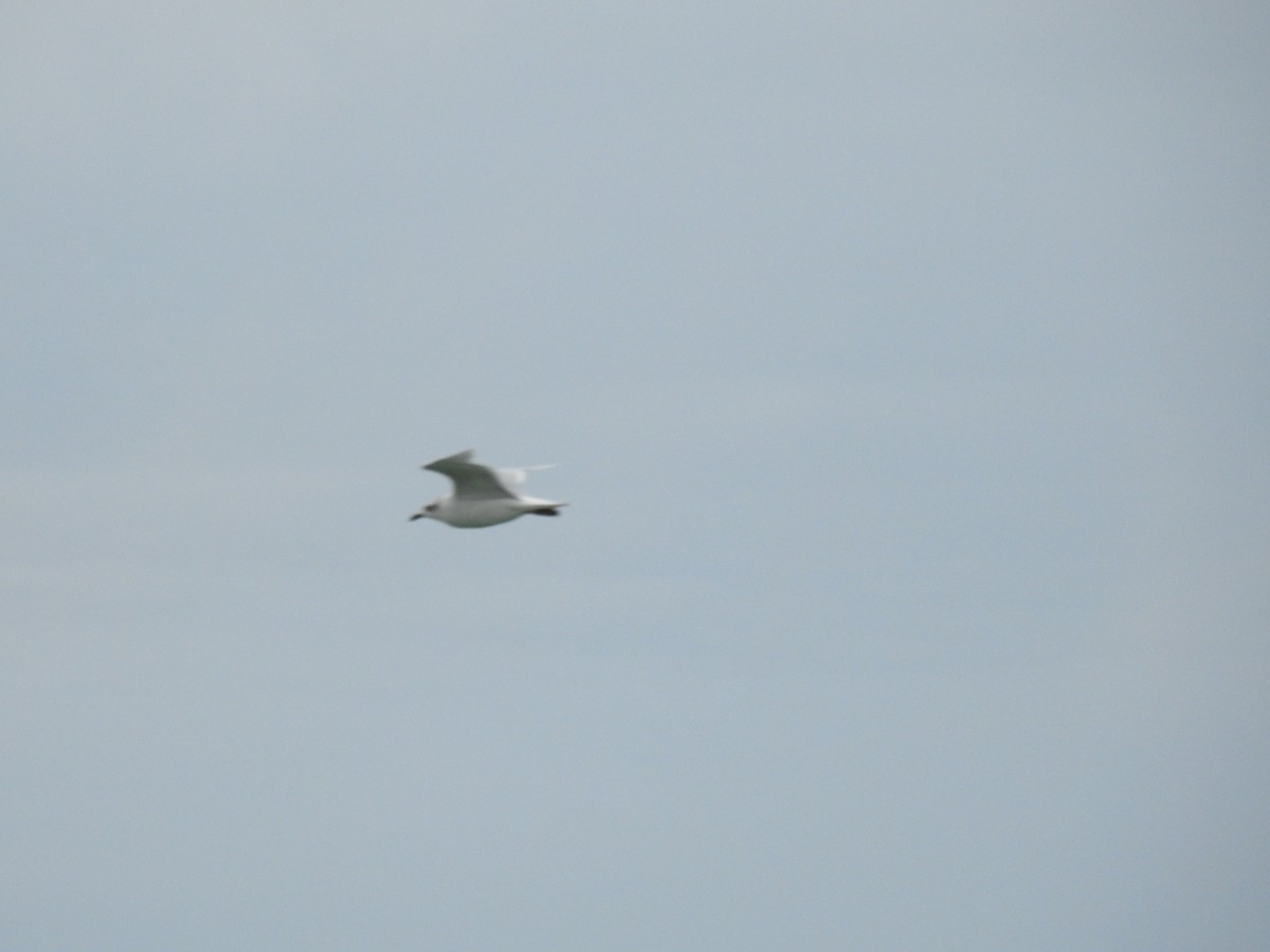 Mediterranean Gull - Nelson Conceição