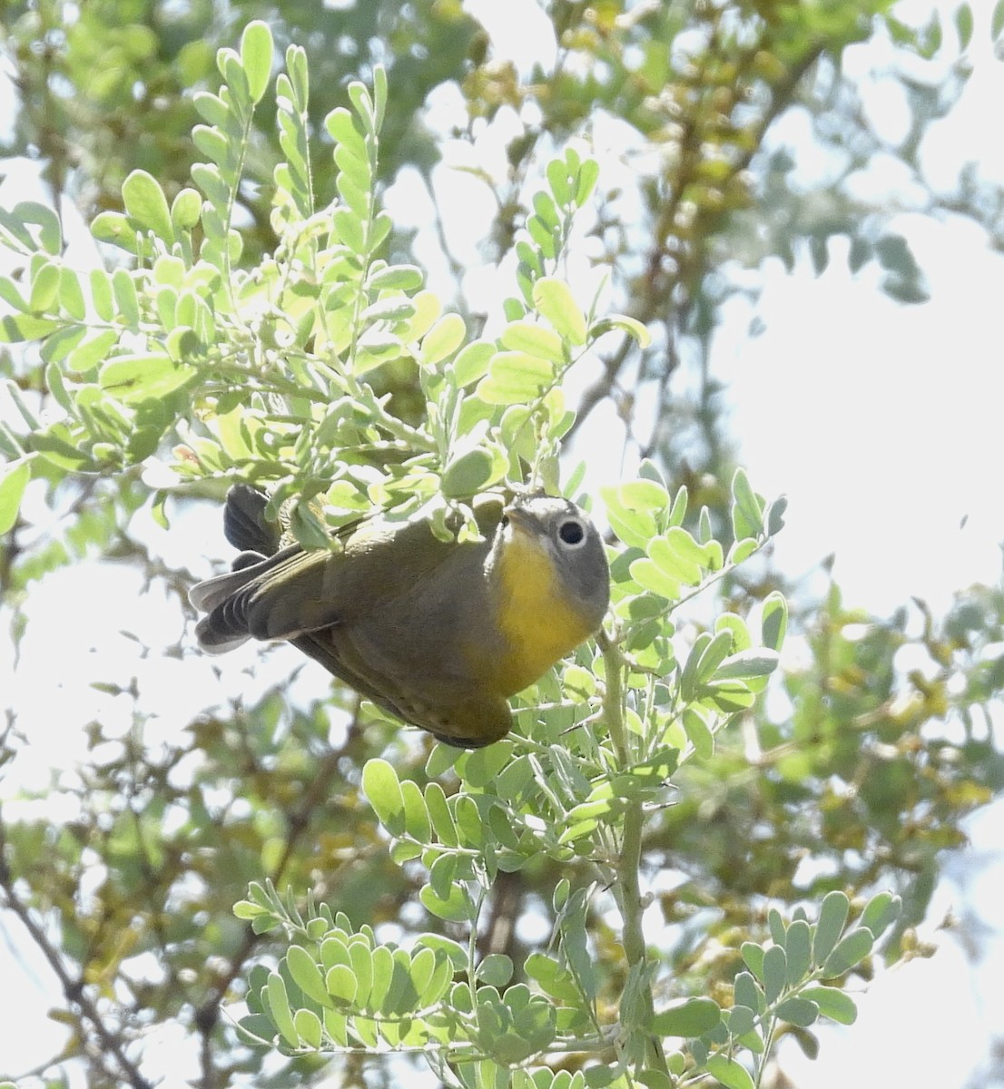 Nashville Warbler - ML608900949