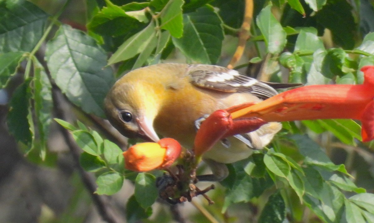 Bullock's/Baltimore Oriole - ML608900962