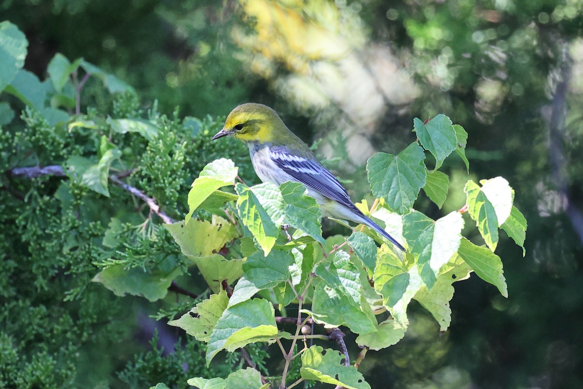 Black-throated Green Warbler - ML608901004