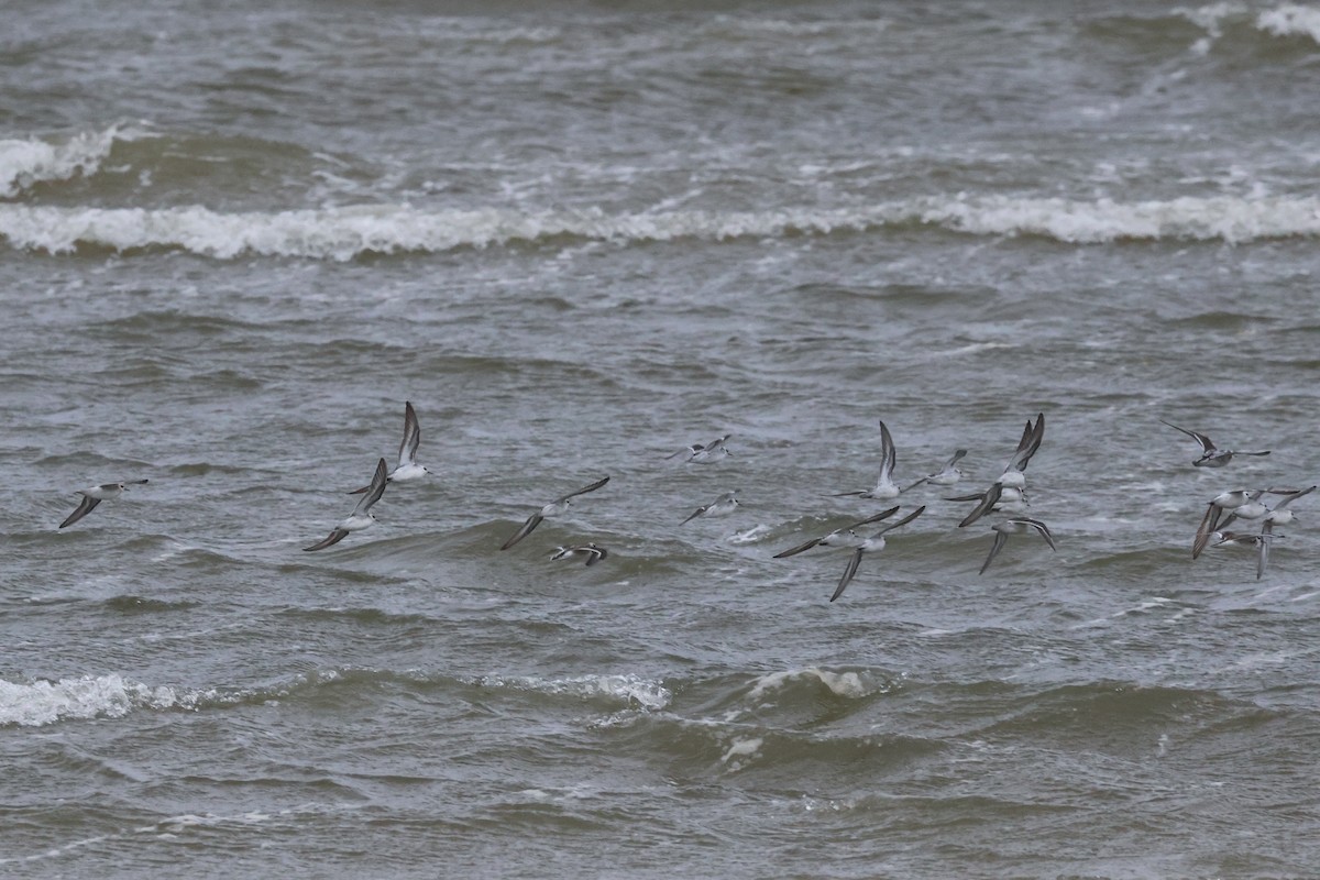 Red-necked Phalarope - ML608901046