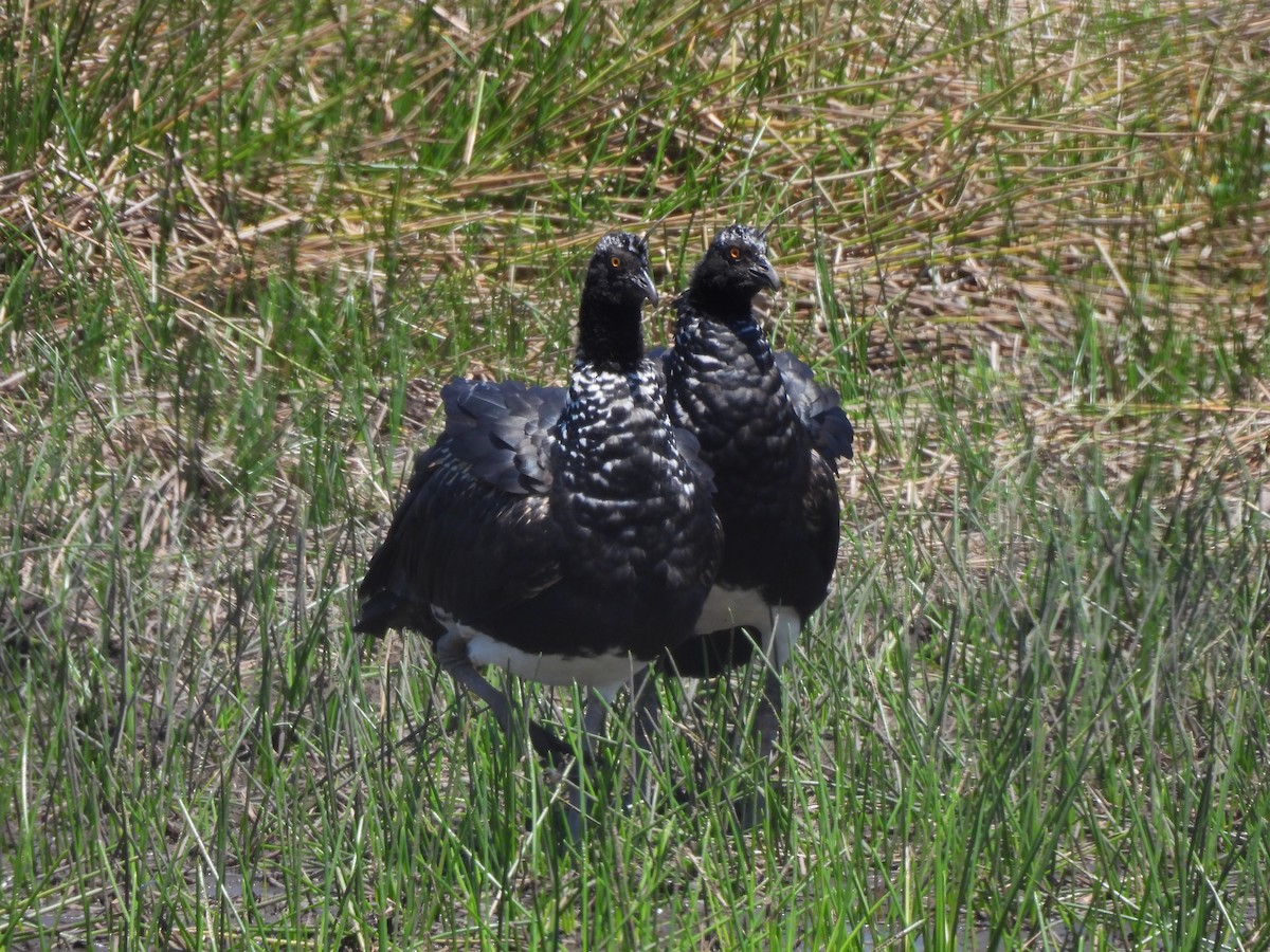 Horned Screamer - ML608901141