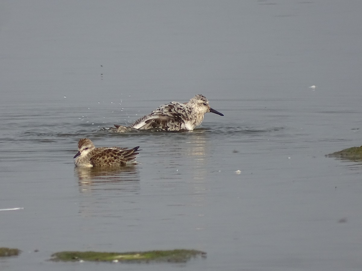 Bécasseau sanderling - ML608901161