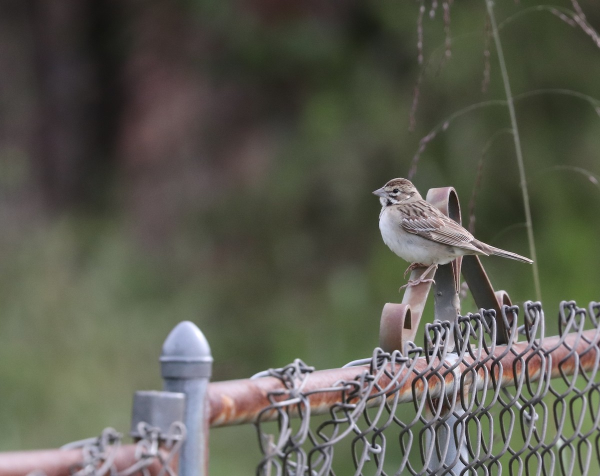 Lark Sparrow - ML608901196