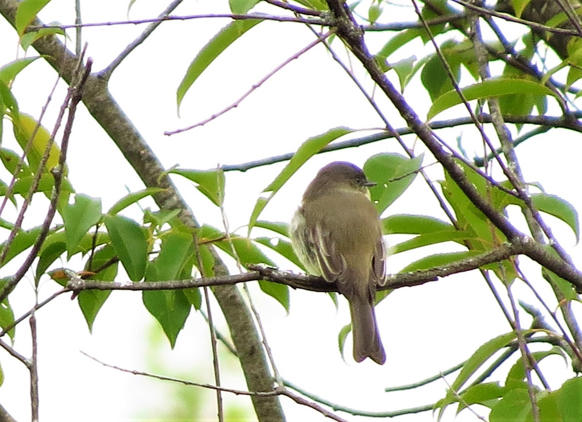 Eastern Phoebe - ML608901247