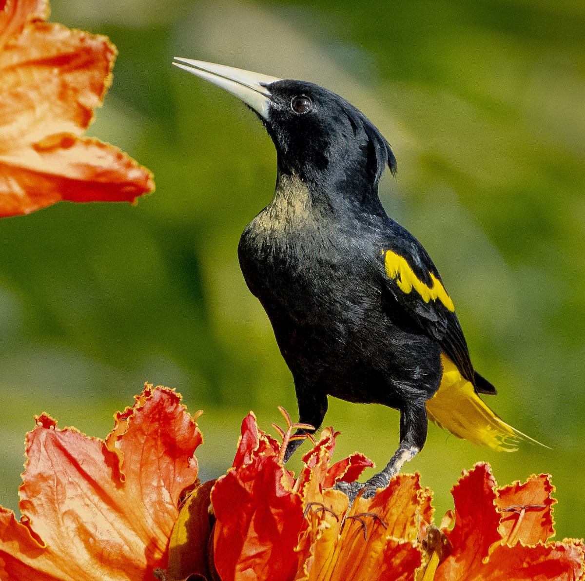 Yellow-winged Cacique - Jim Shane