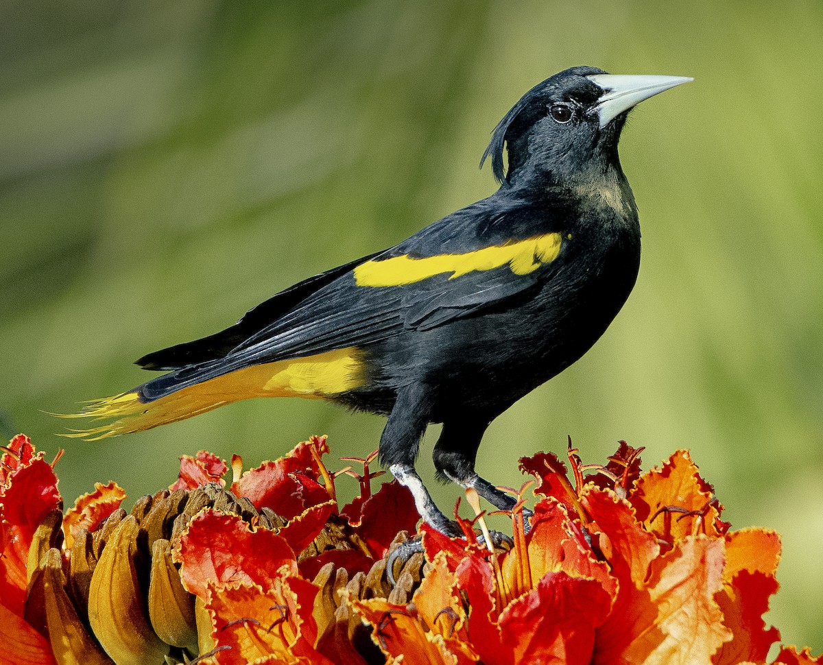 Yellow-winged Cacique - ML608901273