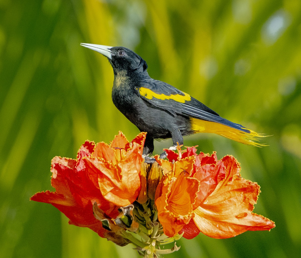 Yellow-winged Cacique - Jim Shane
