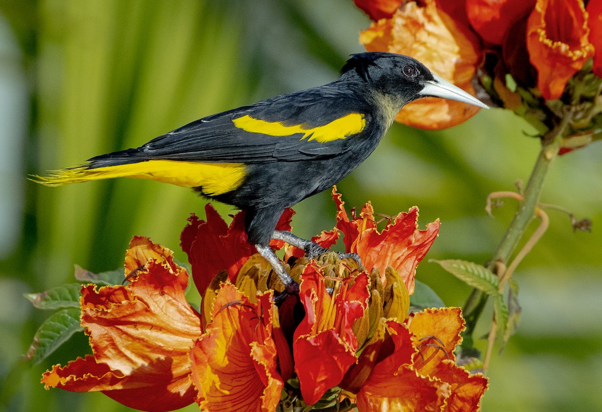 Yellow-winged Cacique - ML608901276