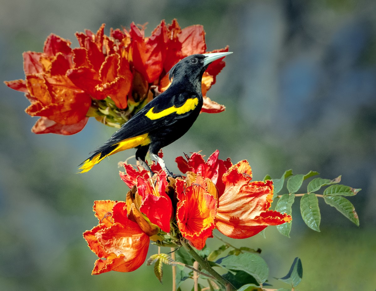 Yellow-winged Cacique - Jim Shane