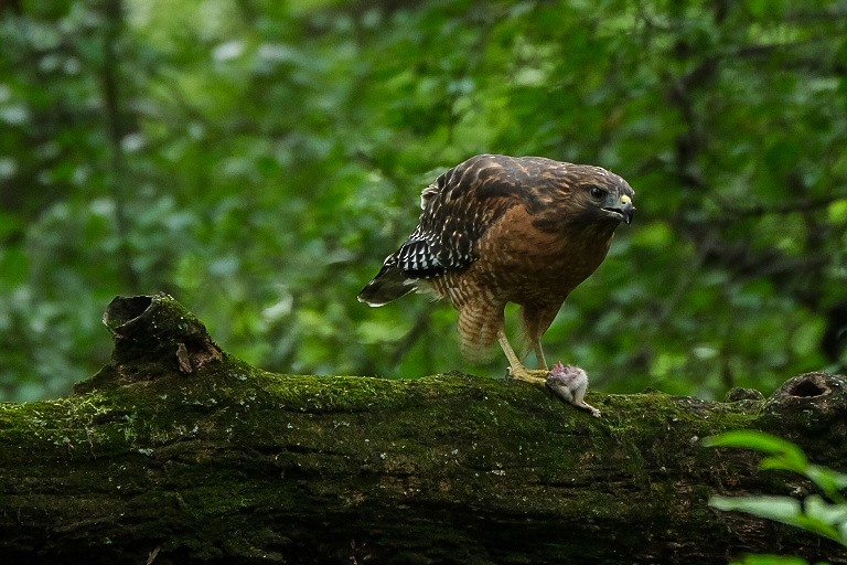 Red-shouldered Hawk - ML608901336