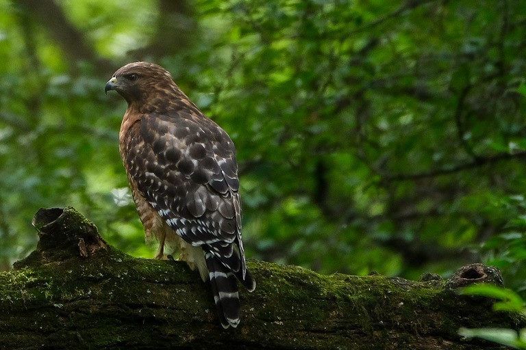 Red-shouldered Hawk - ML608901341