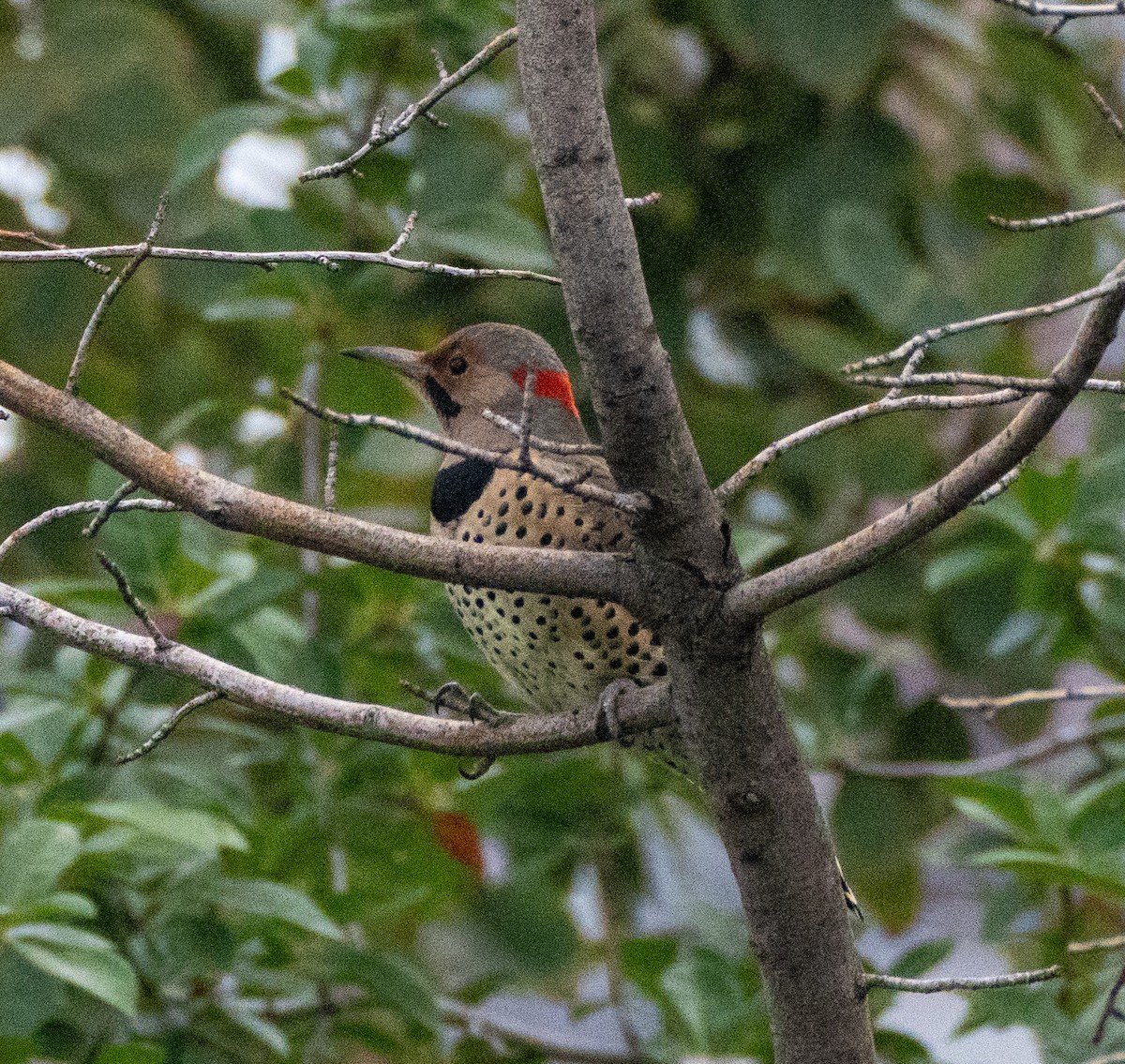 Northern Flicker - ML608901443