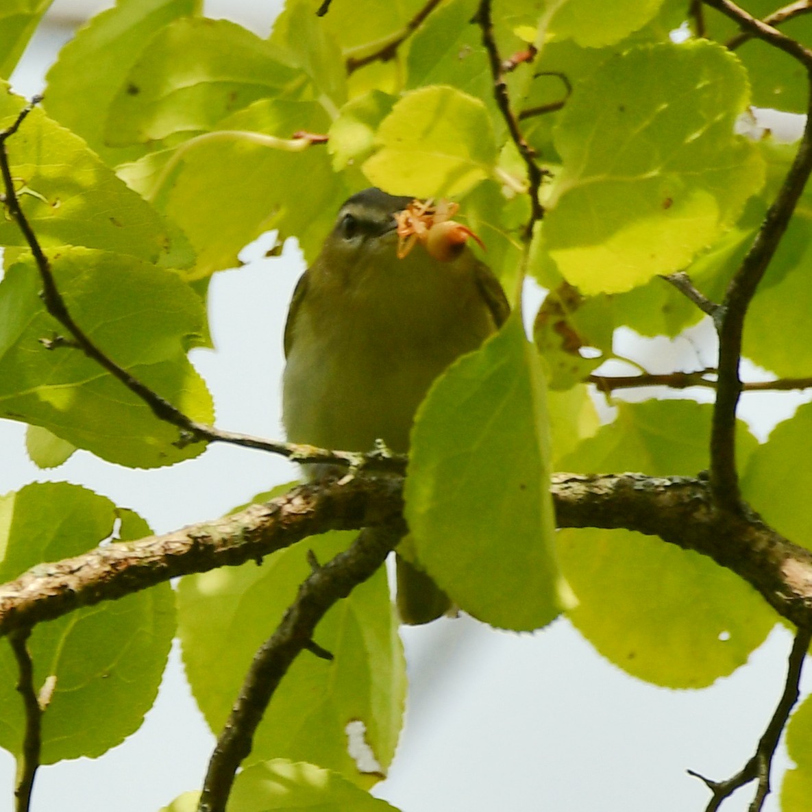 Bireo begigorria - ML608901511