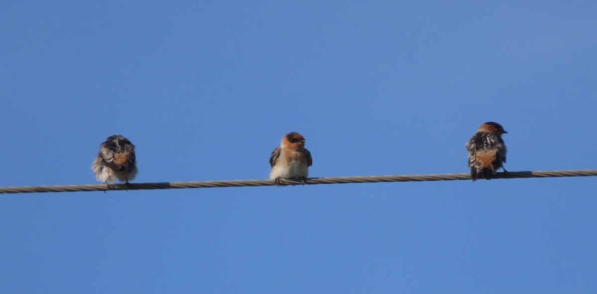 Cave Swallow - ML608901522