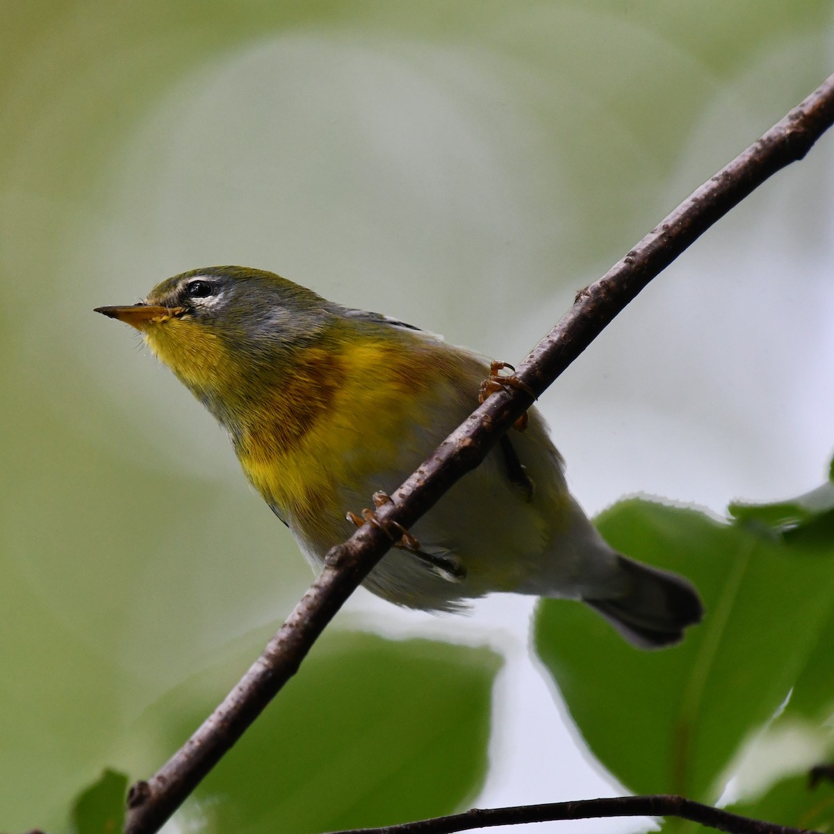 Northern Parula - ML608901523
